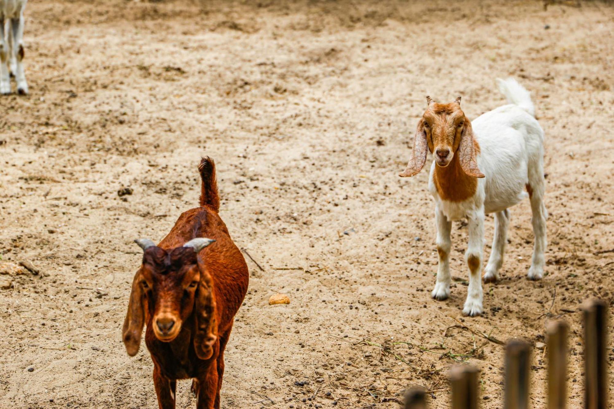 Melia Ho Tram Beach Resort Exteriér fotografie Goats at the zoo